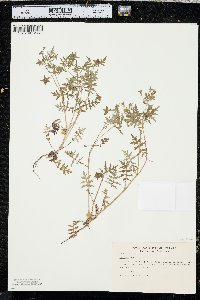 Ellisia nyctelea image