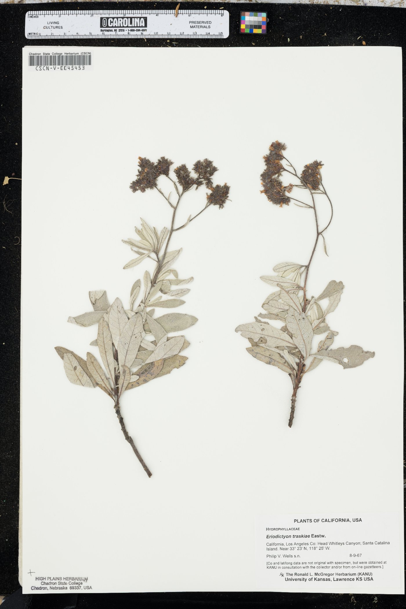 Eriodictyon traskiae image