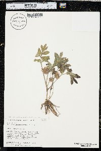 Hydrophyllum capitatum var. capitatum image