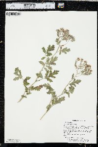 Phacelia congesta image