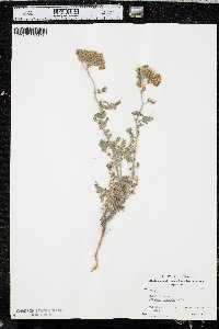 Phacelia congesta image