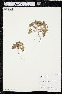 Phacelia demissa image