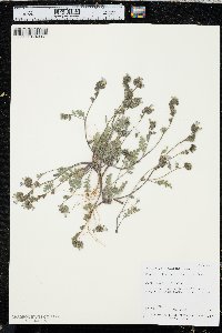 Phacelia fremontii image