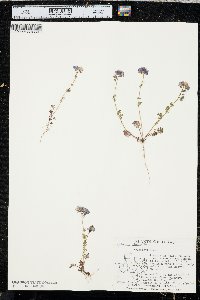 Phacelia glabra image