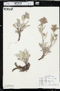 Phacelia hastata image