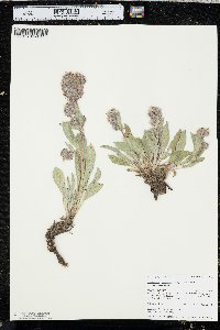 Phacelia hastata image