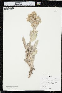 Phacelia hastata image