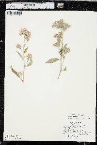 Phacelia hastata image