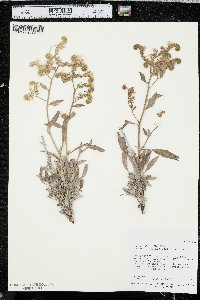 Phacelia hastata image