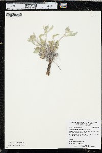 Phacelia hastata image