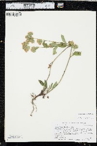 Phacelia heterophylla image