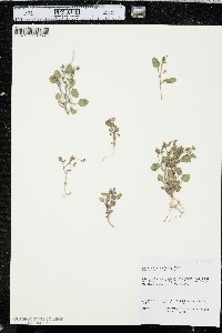 Phacelia incana image