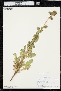 Phacelia anelsonii image