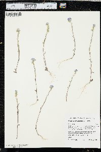 Phacelia linearis image