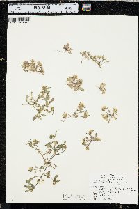 Phacelia lutea image