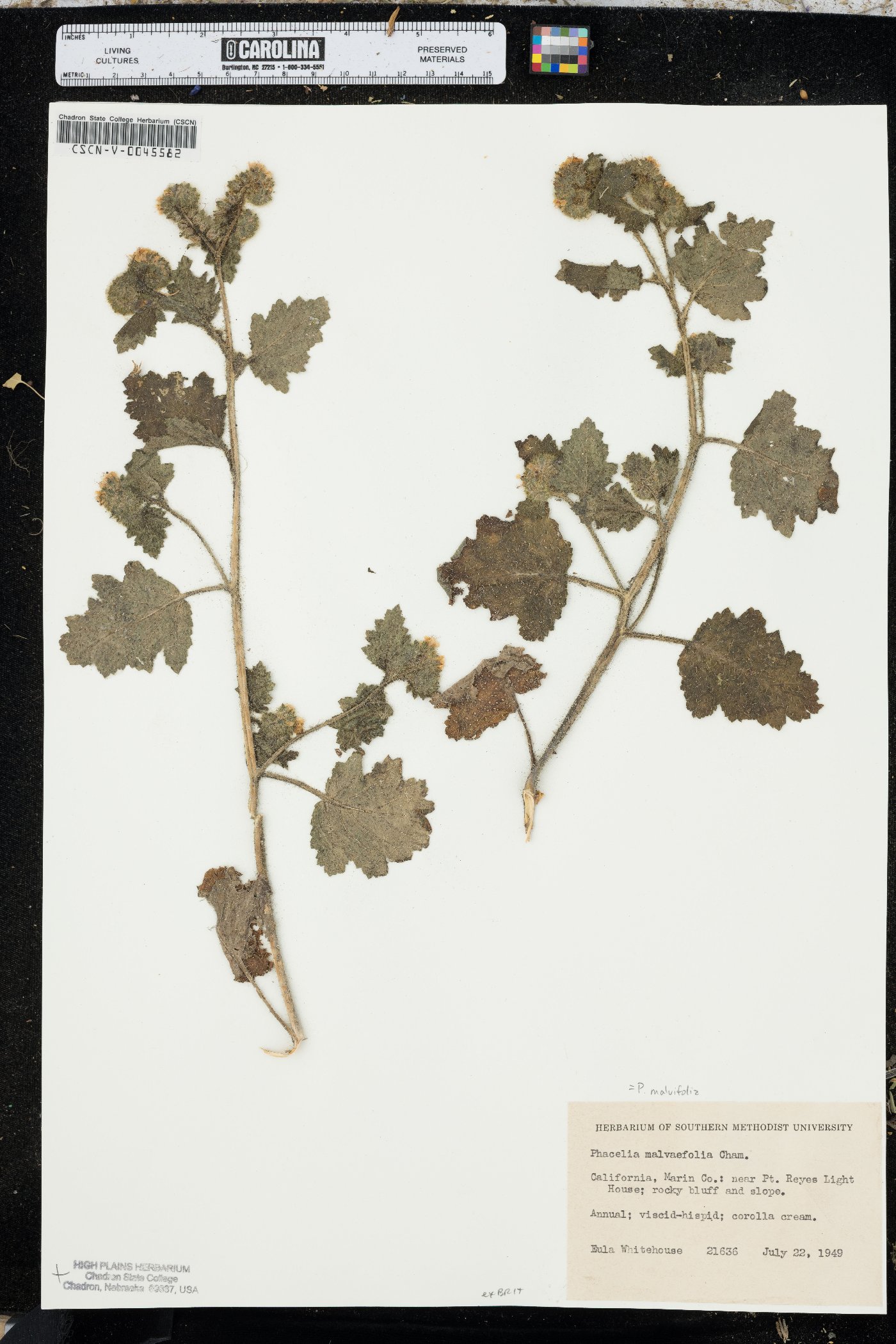 Phacelia malvifolia image