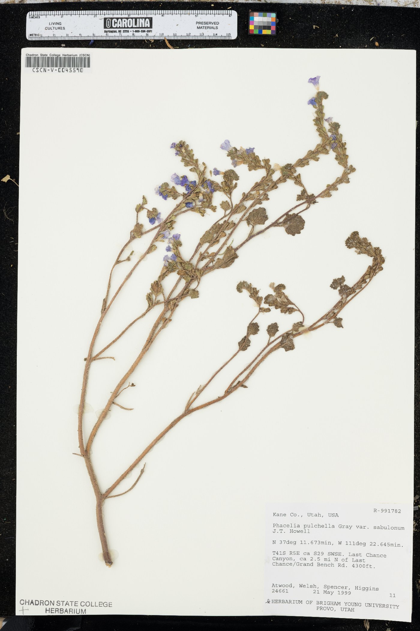 Phacelia pulchella var. sabulonum image