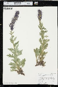 Phacelia sericea image