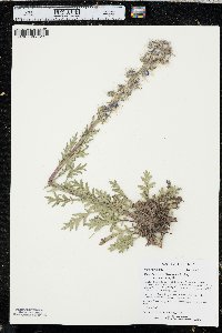 Phacelia sericea image