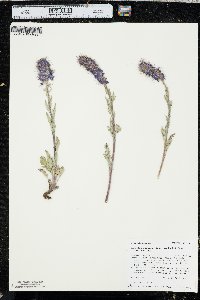 Phacelia sericea image