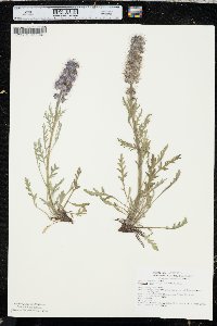 Phacelia sericea image