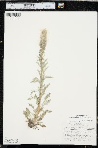 Phacelia sericea image