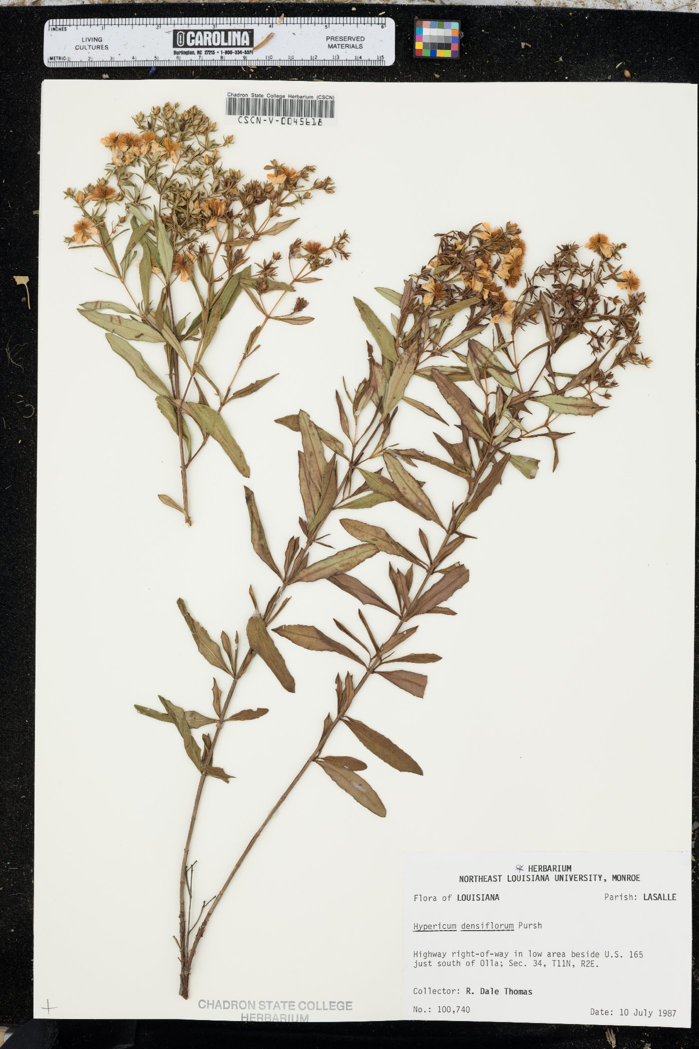 Hypericum densiflorum image