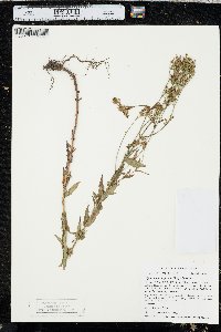 Hypericum majus image