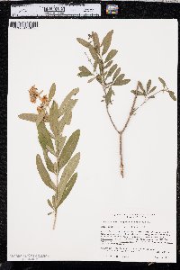 Hypericum prolificum image