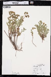 Hypericum sphaerocarpum image