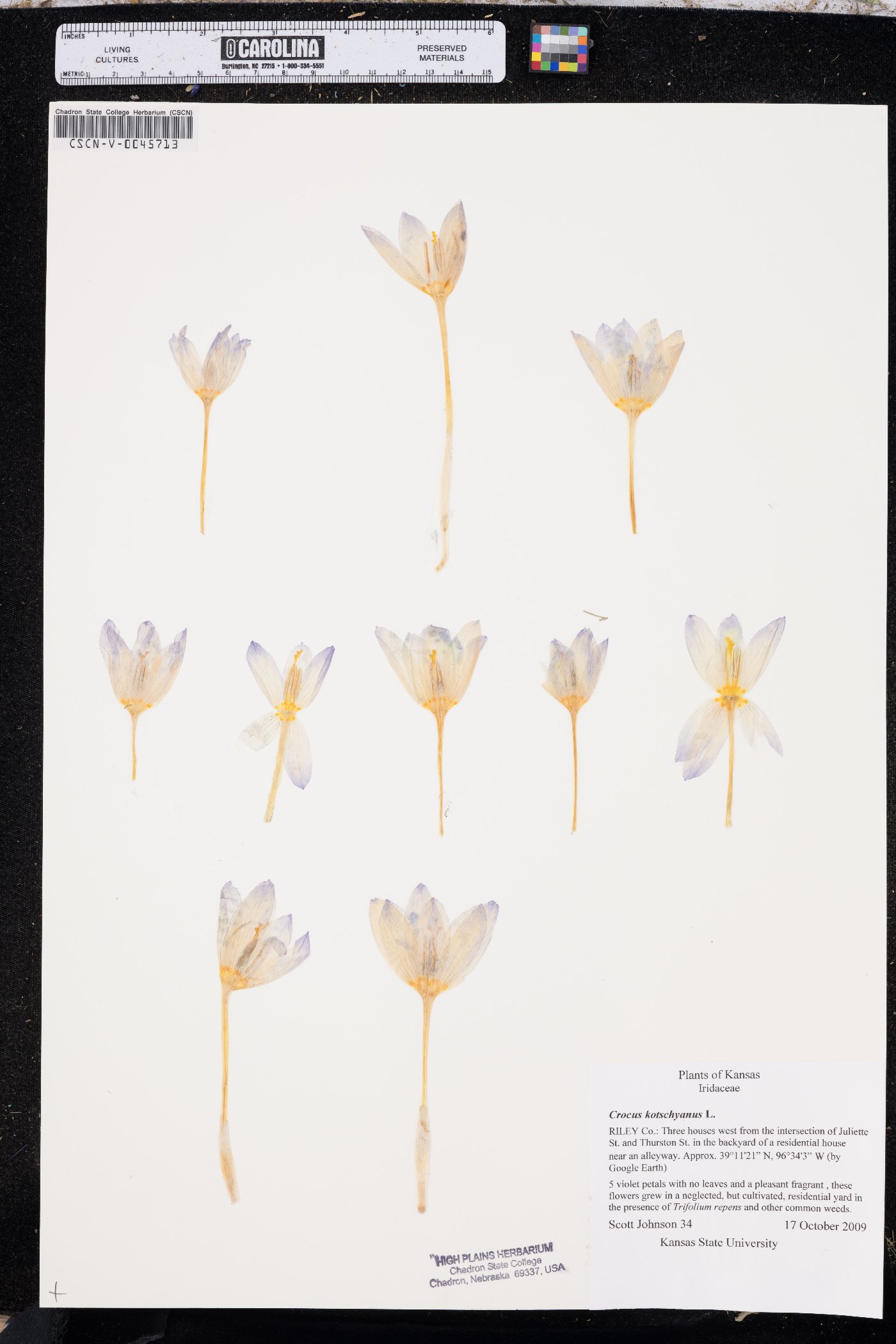 Crocus kotschyanus image