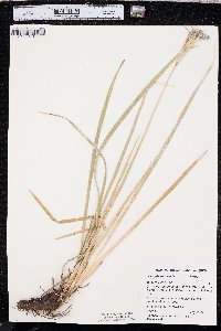 Iris missouriensis image