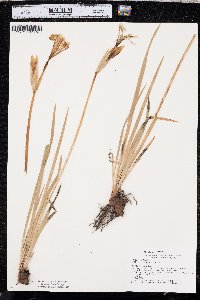 Iris missouriensis image