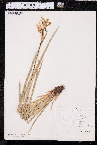 Iris missouriensis image