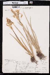 Iris missouriensis image