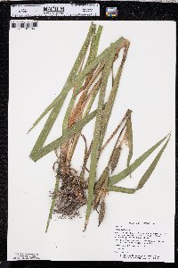 Iris pseudacorus image