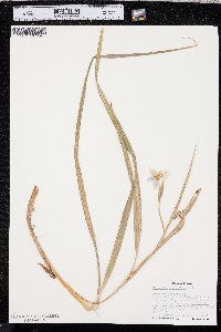 Nemastylis geminiflora image