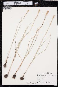 Nemastylis geminiflora image