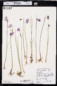 Olsynium douglasii var. inflatum image