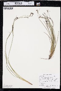 Sisyrinchium atlanticum image