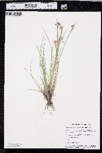 Sisyrinchium campestre image