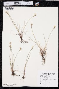 Sisyrinchium campestre image