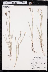 Sisyrinchium ensigerum image