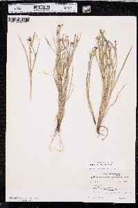 Sisyrinchium ensigerum image