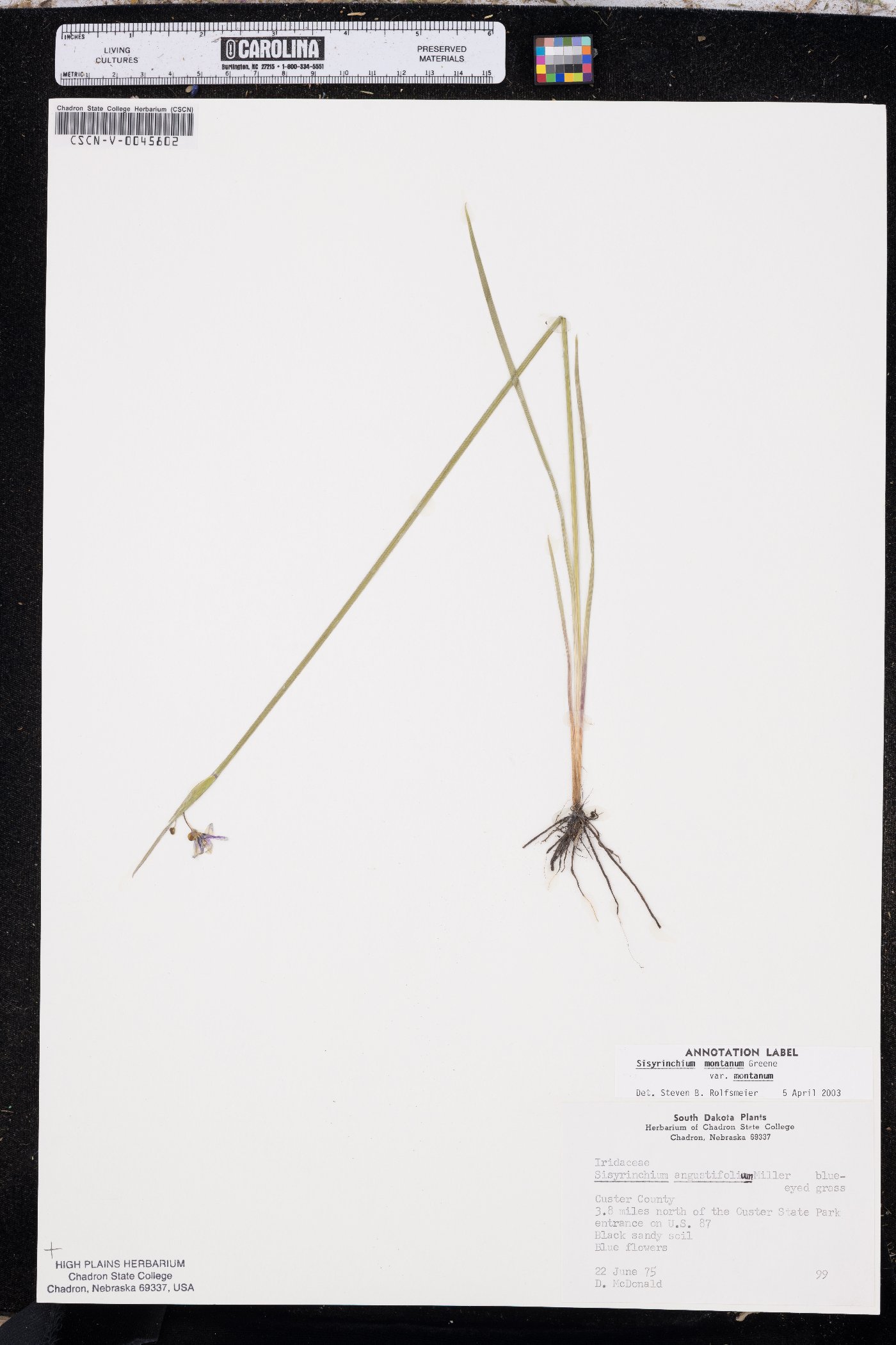 Sisyrinchium montanum var. montanum image