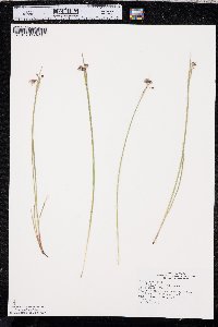 Sisyrinchium montanum image