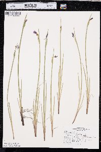 Sisyrinchium montanum image