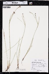 Sisyrinchium montanum image