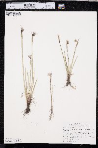 Sisyrinchium montanum image