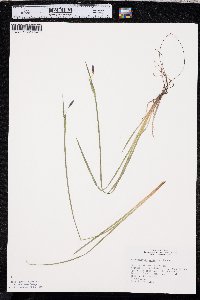 Sisyrinchium montanum image